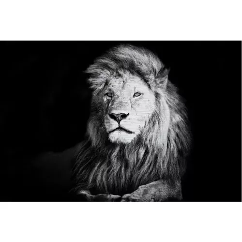 Leeuw Aluborstel 180x120x2cm