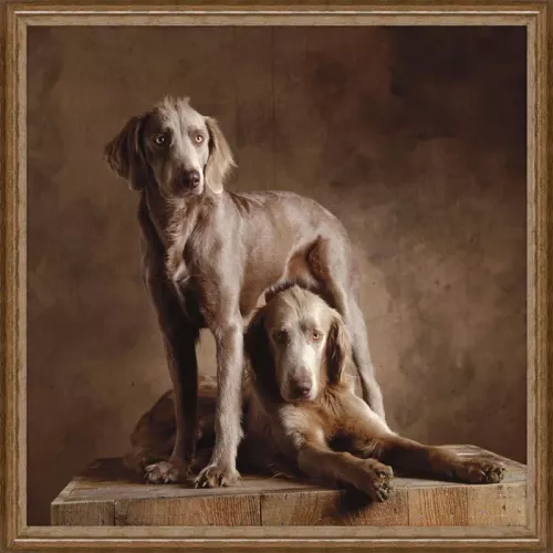 Langharige Weimaraners 100x100x3cm