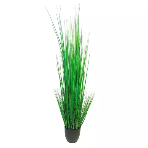 King Festuca In Pot 30x30x150cm