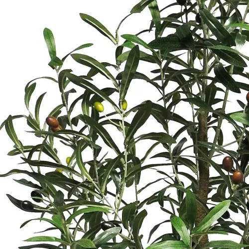 Payaa Olijfboom Charlotte 150x40x20cm (110536)